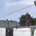 Analizan estado de árbol en obra del futuro mercado artesanal de Tlaltizapán